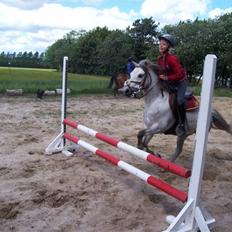 Welsh Pony (sec B) mikado