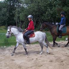 Welsh Pony (sec B) mikado
