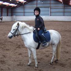 Shetlænder Ajka (gammel part)