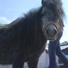 Anden særlig race Sofus