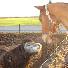 Anden særlig race Sofus