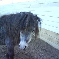 Anden særlig race Sofus