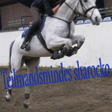 Anden særlig race Teilmandsmindes Sharocko 