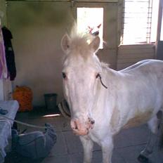 Anden særlig race Silver