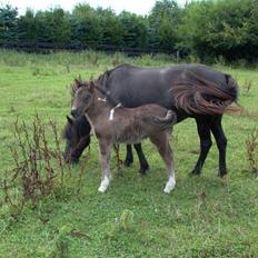 Islænder Katla (føl)