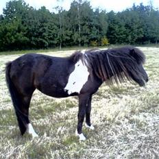 Islænder Katla (føl)