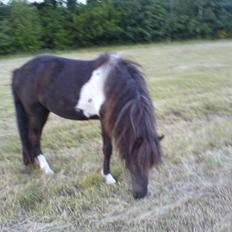 Islænder Katla (føl)