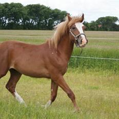 Welsh Cob (sec D) skovsmindes Sympathizer