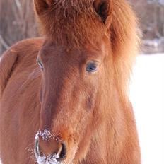 Islænder Fengur fra Vellev mose