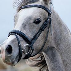 Sportsaraber (A) Fakhir E'jaaz SOLGT