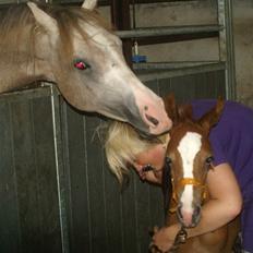 Sportsaraber (A) Fakhir E'jaaz SOLGT