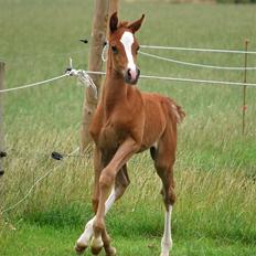 Sportsaraber (A) Fakhir E'jaaz SOLGT