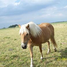 Haflinger Marika *Himmelhest*