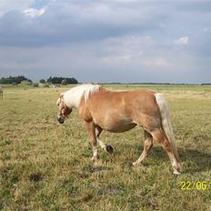Haflinger Marika *Himmelhest*