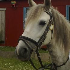 Anden særlig race Safir