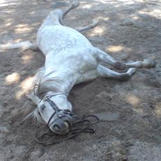 Anden særlig race Safir