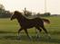 Welsh Cob (sec D) skovsmindes Sympathizer - April 2009