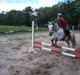 Welsh Pony (sec B) mikado