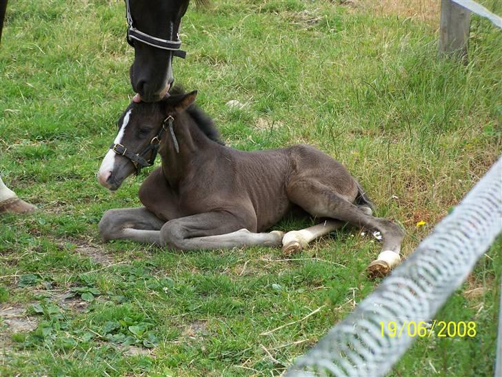 Dansk Varmblod Sandsøgårds Nerokka - Mor elsker sit barn billede 3