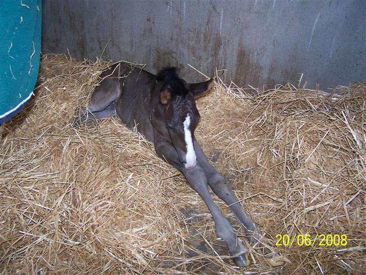 Dansk Varmblod Sandsøgårds Nerokka - Det er svært at komme op når man har så lange ben billede 4