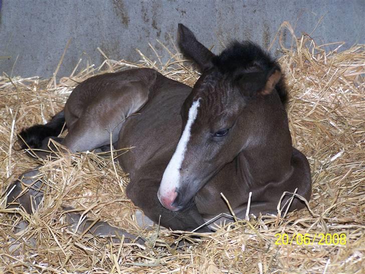 Dansk Varmblod Sandsøgårds Nerokka - Ligger trygt og godt billede 10
