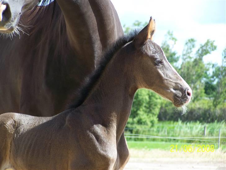 Dansk Varmblod Sandsøgårds Nerokka - Mit smukke hoved billede 13