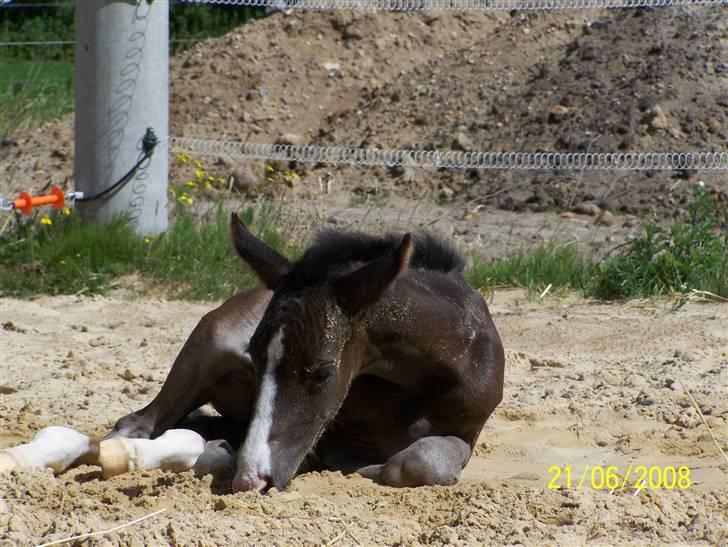 Dansk Varmblod Sandsøgårds Nerokka - Rulle sig kan man også billede 15