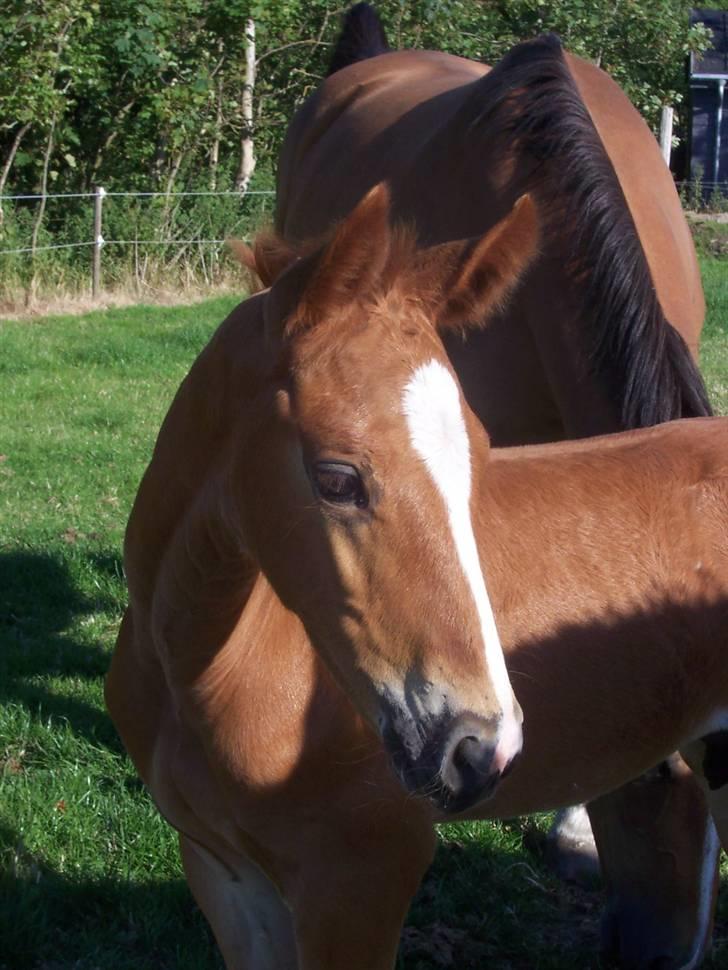 Dansk Varmblod Grusgård's Zorano billede 2
