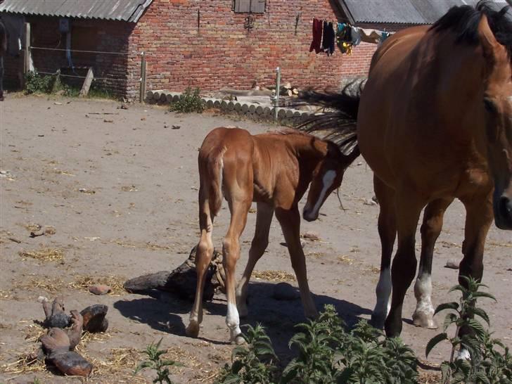 Dansk Varmblod Grusgård's Zorano billede 3