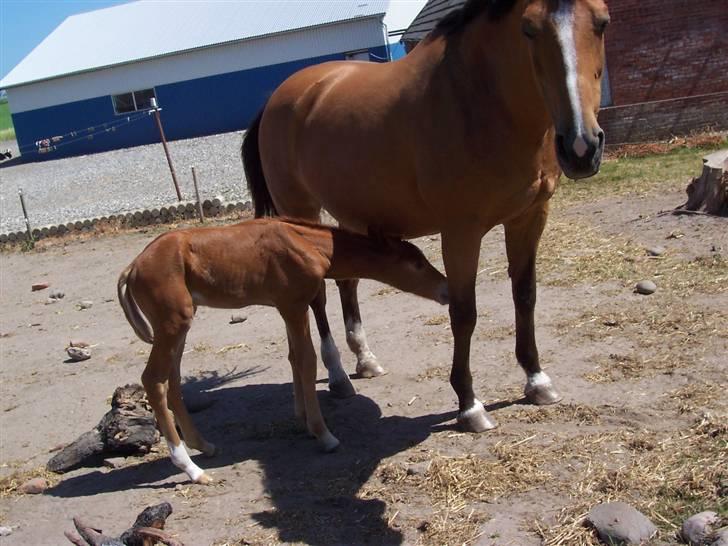 Dansk Varmblod Grusgård's Zorano billede 4