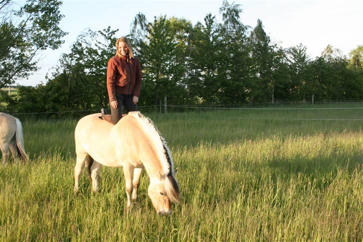 Fjordhest PH's Inko  billede 14