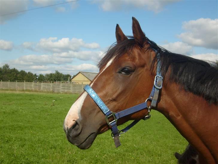 Traver Gi Vert *SOLGT* - Halløjse, og velkommen til min profil. vrinsk fra Gi vert billede 1