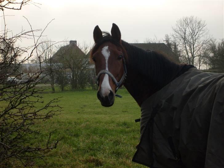 Traver Gi Vert *SOLGT* - Nyt 01-12-08 billede 2