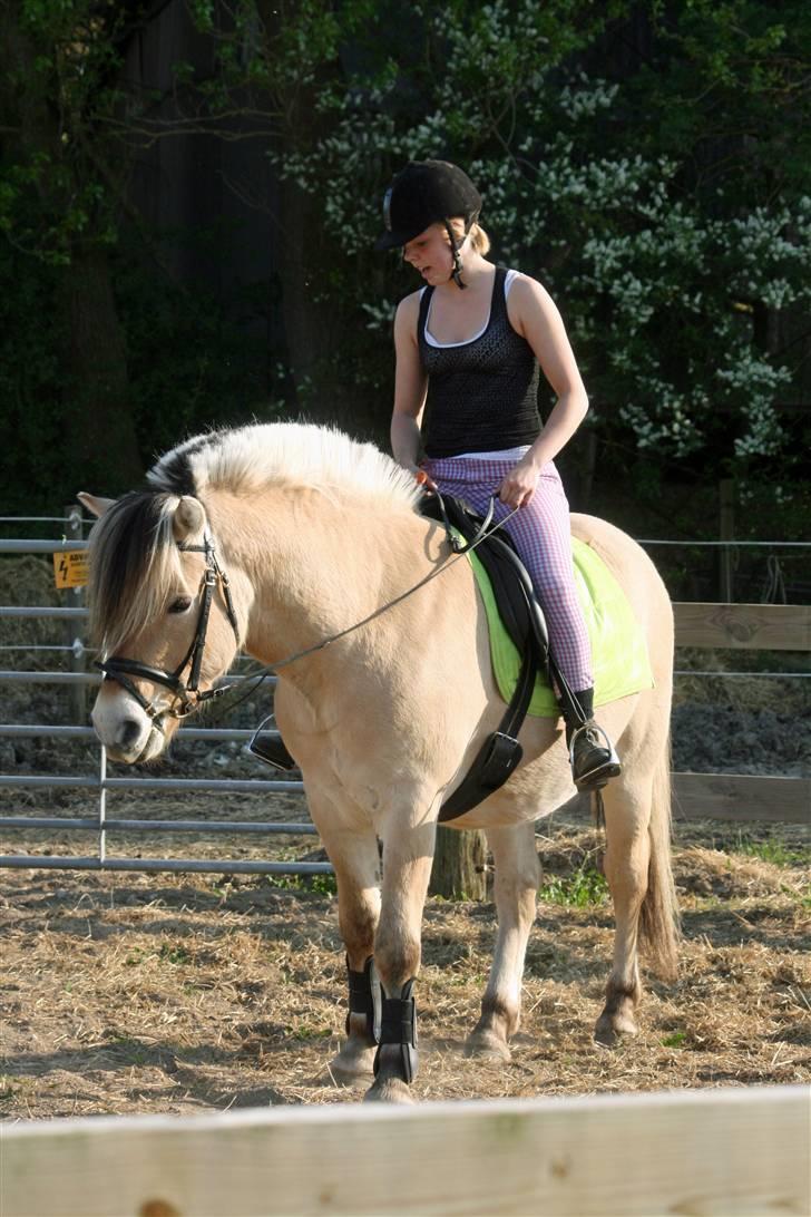 Fjordhest PH's Inko  billede 16