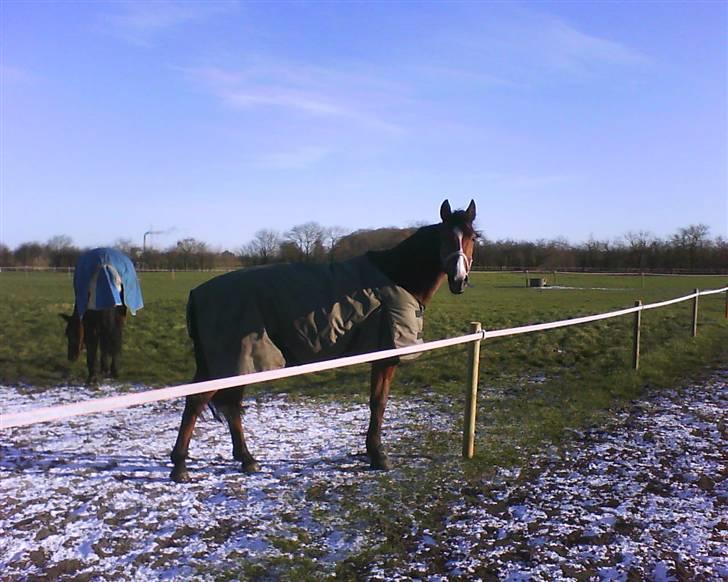 Traver Gi Vert *SOLGT* billede 3