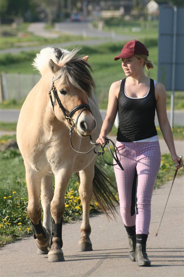 Fjordhest PH's Inko  billede 17