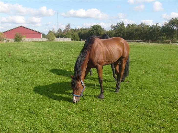 Traver Gi Vert *SOLGT* billede 5