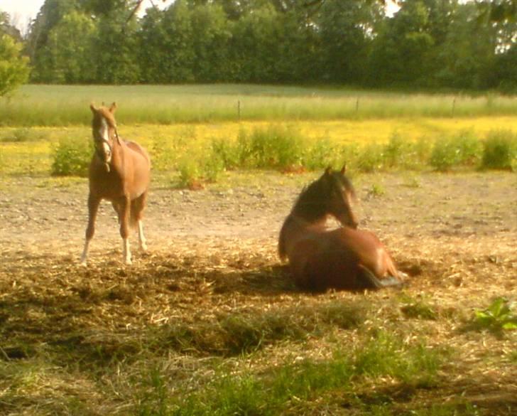 Welsh Pony af Cob-type (sec C) Midnight <3 - de to dejlige<3:') billede 5