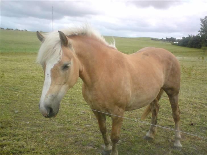 Haflinger Deserée  - D. 21. juni 2008 - den fine Desereé (; - Hvor er vommen lige blevet af? billede 8
