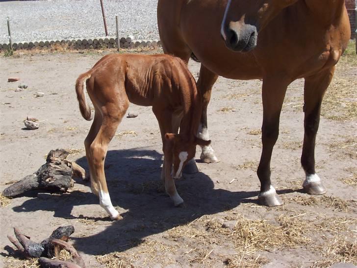 Dansk Varmblod Grusgård's Zorano billede 5