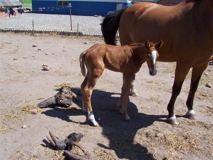 Dansk Varmblod Grusgård's Zorano billede 6