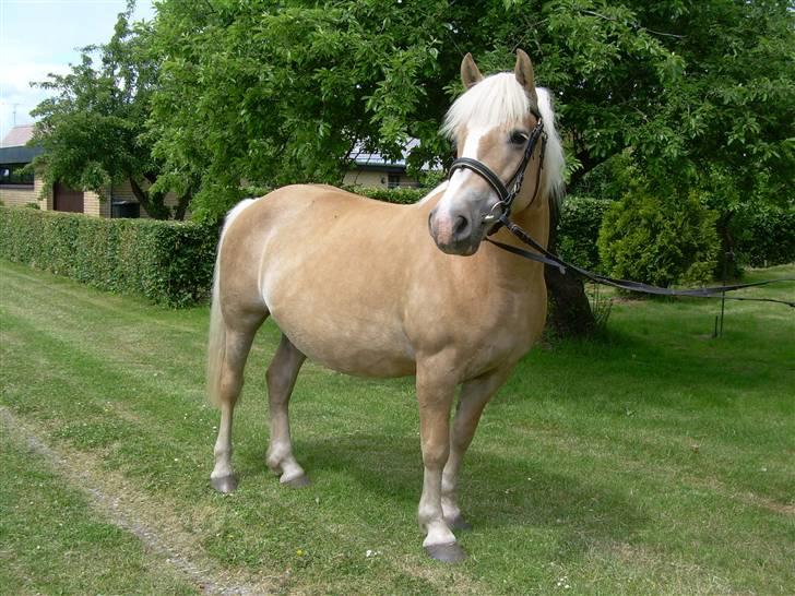 Haflinger Deserée  - D. 7. juni 2009. Drætig i 9. måned. billede 9