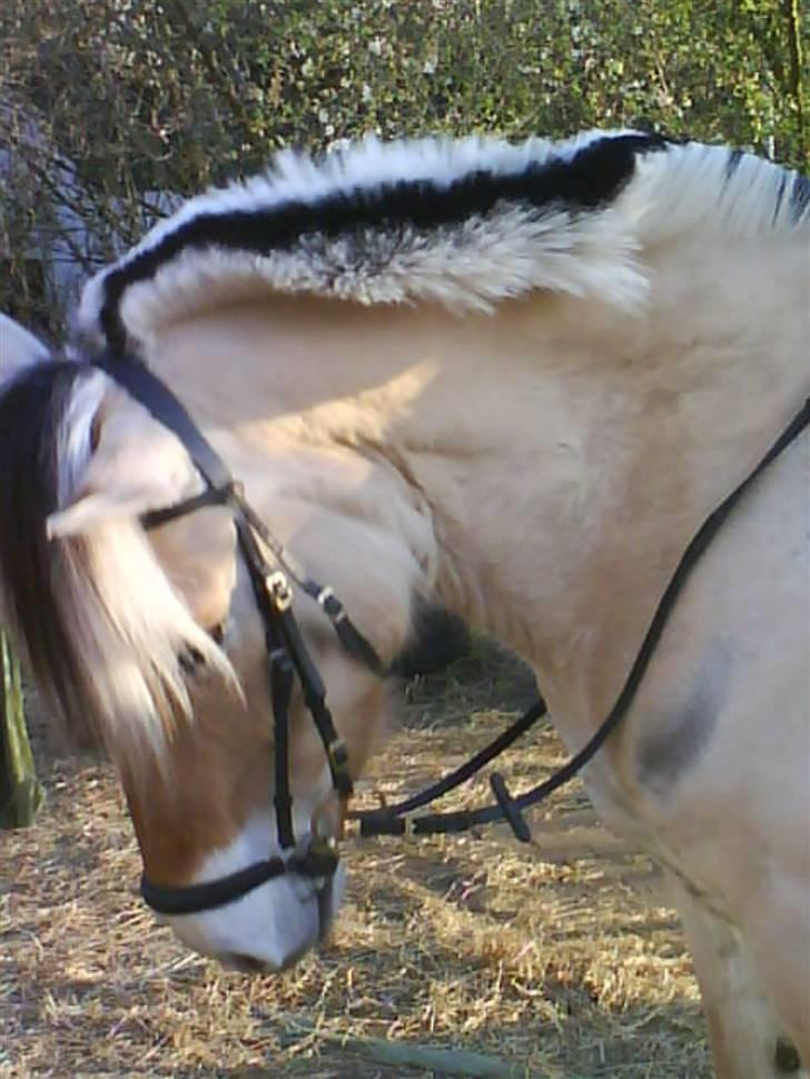 Fjordhest Theodor.. (Solgt) billede 11