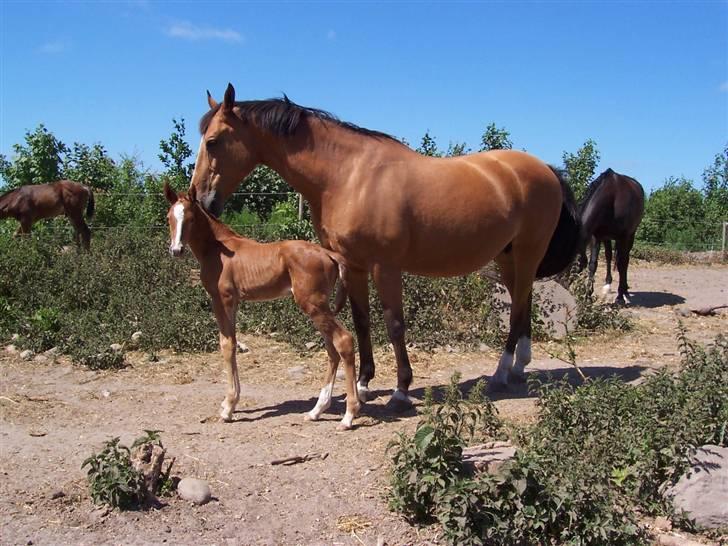 Dansk Varmblod Grusgård's Zorano billede 7