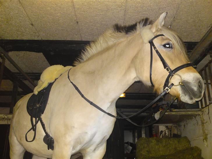 Fjordhest Theodor.. (Solgt) - Så skal vi ride!! ;D  billede 12