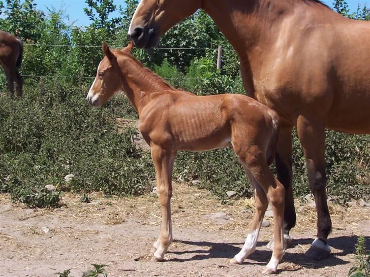 Dansk Varmblod Grusgård's Zorano billede 8