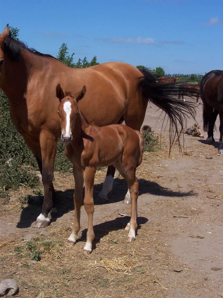 Dansk Varmblod Grusgård's Zorano billede 9