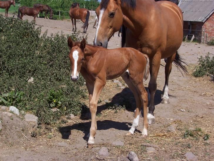 Dansk Varmblod Grusgård's Zorano billede 10