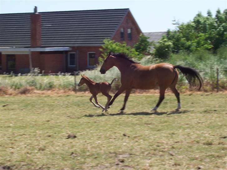 Dansk Varmblod Grusgård's Zorano billede 11