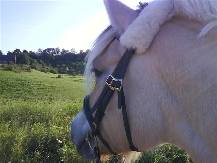 Fjordhest Theodor.. (Solgt) - første træktur efter boks!! ;D jaa<3 billede 13